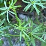 Galium pumilum Ліст