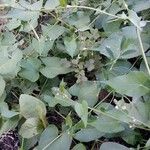 Fallopia convolvulus Habit