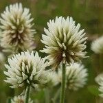 Trifolium montanum Blüte