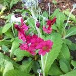 Primula pulverulenta Hábito
