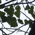 Erythrina caffra Folha