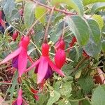 Fuchsia magellanica ᱵᱟᱦᱟ