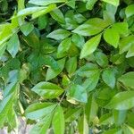 Murraya paniculata برگ