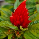 Celosia argentea Blüte