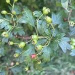 Crataegus monogyna Frucht