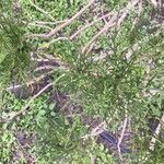 Crambe arborea Hoja
