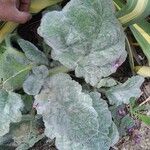 Salvia argentea Fuelha