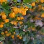 Berberis microphylla Цвят