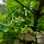 Tinospora cordifolia Flor