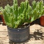 Stapelia gigantea Blad