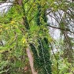 Torreya californica Hábito