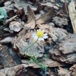 Matricaria chamomillaFlor