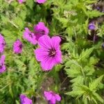 Geranium psilostemon Blomma