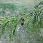 Cryptomeria japonica Levél