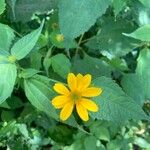 Heliopsis helianthoidesFlower