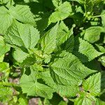 Ageratina altissimaLeaf