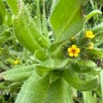 Amsinckia menziesii Flower