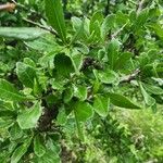 Commiphora madagascariensis Leaf