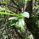 Polystachya laxiflora その他の提案