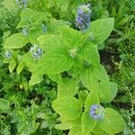 Salvia hispanica पत्ता