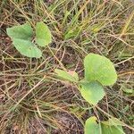 Rhynchosia sublobata पत्ता