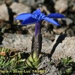 Gentiana terglouensis Hábitos