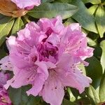 Rhododendron maximum Çiçek