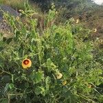 Abutilon hirtum Plante entière