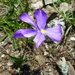 Viola calcarata Flor