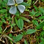 Pterolepis glomerata Feuille