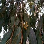 Eucalyptus camaldulensis Φρούτο