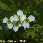 Damasonium alisma Квітка