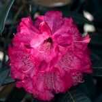 Rhododendron delavayi Çiçek