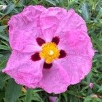 Cistus × purpureus Květ