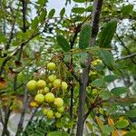 Sorbus aucuparia果