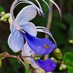 Rotheca myricoides फूल