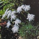 Dianthus spiculifolius