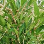 Strychnos cocculoides Leaf