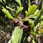 Myrica faya Fruit