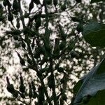 Lactuca biennis Fruit