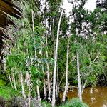 Melaleuca leucadendra Hábitos