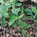 Ruellia chartacea Feuille