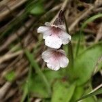 Pinguicula grandiflora Fula