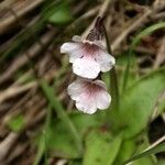 Pinguicula grandiflora Flor