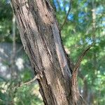 Austromyrtus tenuifolia Bark