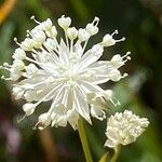 Astrantia minor Λουλούδι