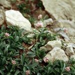 Valeriana apula Habit