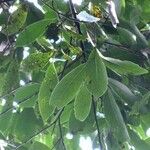 Nectandra lanceolata Yaprak