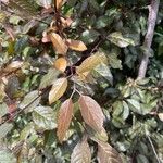 Prunus cerasifera পাতা