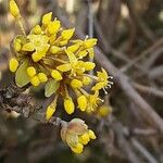 Cornus mas Flower